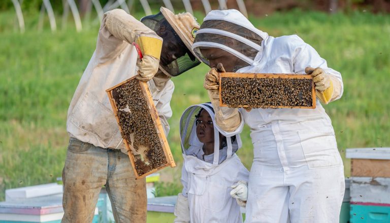 Honey in Tunisia - The golden bee