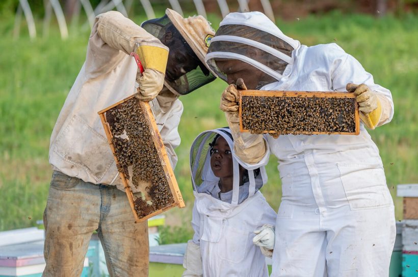 Honey in Tunisia - The golden bee