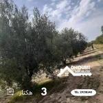 terrain-agricole-a-vendre-a-kairouan