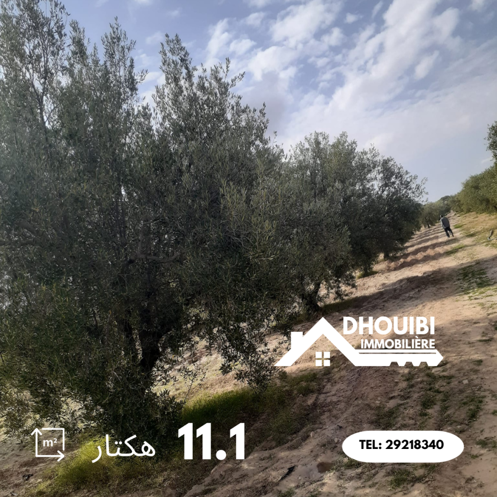 Agricultural Land for Sale 11 hectar - سانية 11 هكتار للبيع